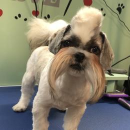 Rocky - Shih Tzu