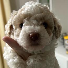 Charlie - Parti male Poodle puppy in Mineral Wells, Texas from S.H.A.R.P.’s Toy Poodles