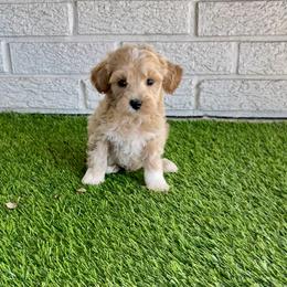 Lance - Apricot male Poodle puppy in Bay City, Texas from Billy's Puppies