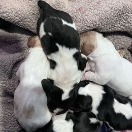 Boy 2 - Black brown and white male Basset Hound puppy in Noblesville, Indiana from Russell Bassets