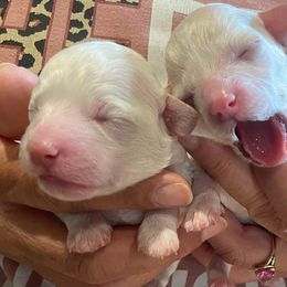 Poodle Puppies from Poodles on the Go