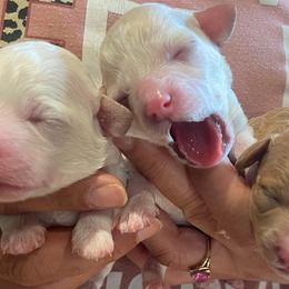 Poodle Puppies from Poodles on the Go