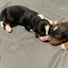 Bernedoodle and French Bulldog Puppies from Bernied00dle Love & Fr3nchi3 Love