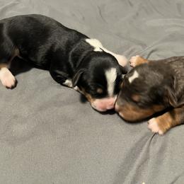 Bernedoodle and French Bulldog Puppies from Bernied00dle Love & Fr3nchi3 Love