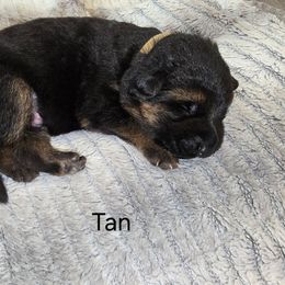 Tan Collar - Black and red male German Shepherd puppy in Sumner, Iowa from Vom Wilke Kennels