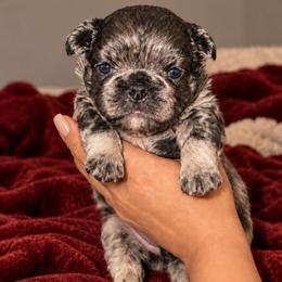 Thor - Blue male French Bulldog puppy in Maplewood, New Jersey from Poos&Bulls Keepsake