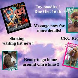 Poodle puppies from Pawsome Poodles