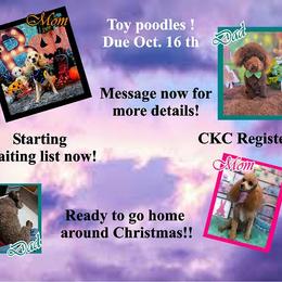 Poodle puppies from Pawsome Poodles