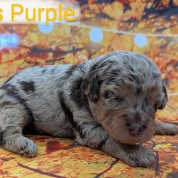 Miss Purple - Merle female Labradoodle puppy in Lebanon, Pennsylvania from Robertson's Retrievers and Doodles