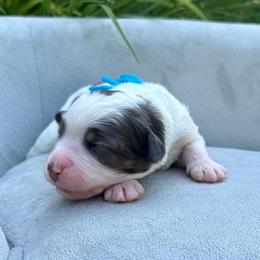 Miss America - Merle female Bernedoodle puppy in Hegins, Pennsylvania from Bubbling Springs Doodles, LLC