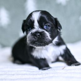 Ollie - Black and white male Shih Tzu puppy in Montrose, Colorado from Nana's Happy Pups