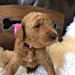 Goldendoodle Puppies from Carefree Goldendoodles