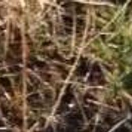 Labrador Retrievers from O