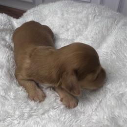 Red - Red female Dachshund puppy in Miami, Florida from Maitime Dachshund
