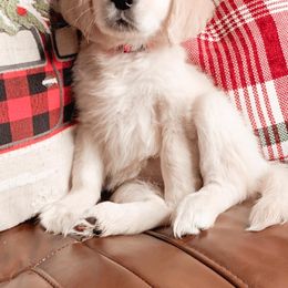 Golden Retriever Puppies from Goldens of Hope