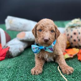 Hunter - Cream male Goldendoodle puppy in Willacoochee, Georgia from Kitandkboodle's Doodles
