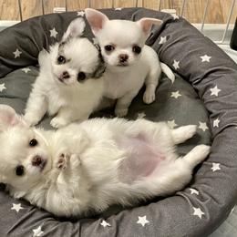Chihuahua Puppies from Stardom Chihuahuas