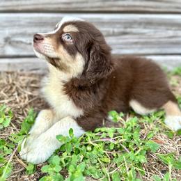 Hickory - Red tri male Miniature Australian Shepherd puppy in Saint Cloud, Florida from Dirty Paws