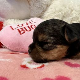 Yorkshire Terrier Puppies from Galaxy Kennel