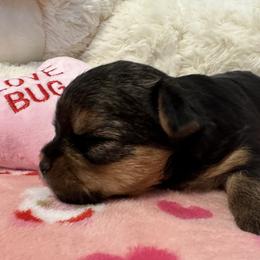Yorkshire Terrier Puppies from Galaxy Kennel