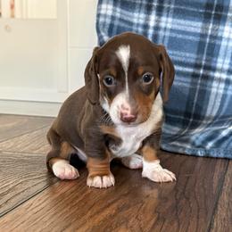 Hansel - Piebald male Dachshund puppy in Queen Creek, Arizona from Jolly Rogers Dachshunds