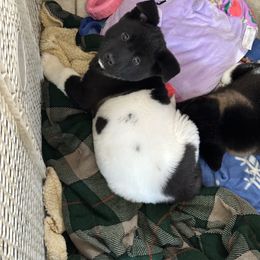 Akita Puppies from Gloe Akita's