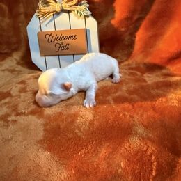 Deisy - White female Maltese puppy in Asheville, North Carolina from TCBs Glowing Maltese