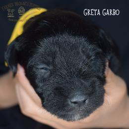 Greta Garbo - Black female Miniature Schnauzer puppy in Sedalia, Missouri from Farmer Brown's Puppies