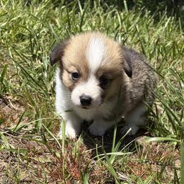 Elli - White and fawn female Pembroke Welsh Corgi puppy in Keizer, Oregon from Grit Phillips