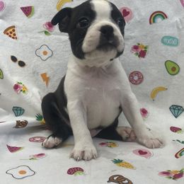 Nick - Black brindle and white male Boston Terrier puppy in Fillmore, Illinois from Wind Hill Puppies