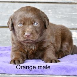 Orange male - Chocolate male Labrador Retriever puppy in Mississippi from Sure Shot English Labs