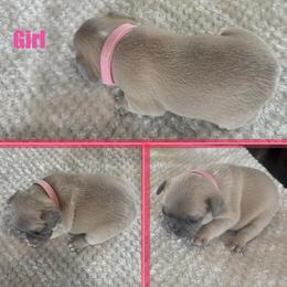 French Bulldog Puppies from Cole's French Bulldogs