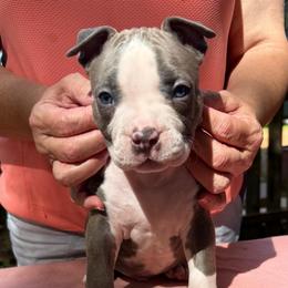 Columbus - Blue male American Staffordshire Terrier puppy in Marietta, Georgia from Ambition Amstaffs