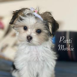 Yorkshire Terriers from Blueberry Brook