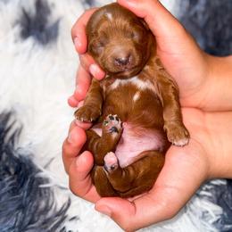 Nathan - Red  male Goldendoodle puppy in Kissimmee, Florida from Poodle Doodle Kennels