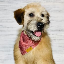 Talihina - Soft Coated Wheaten Terrier