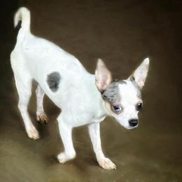 Diego - Merle male Chihuahua puppy in Henderson, Kentucky from Western Kentucky Chihuahua’s and Chinese Crested’s