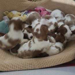 Clumber Spaniel and Irish Red and White Setter Puppies from NyaStar & Chequamegon