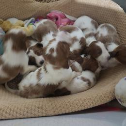 Clumber Spaniel and Irish Red and White Setter Puppies from NyaStar & Chequamegon