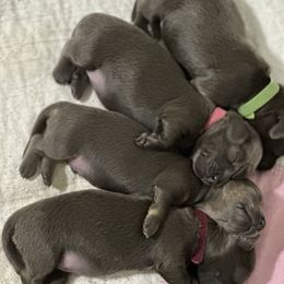 Dachshund Puppies from JB Doxies