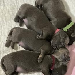 Dachshund Puppies from JB Doxies