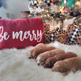 Cavapoo and Dachshund Puppies from Barnyard Dachshunds, Dals & Doodles