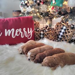 Cavapoo and Dachshund Puppies from Barnyard Dachshunds, Dals & Doodles