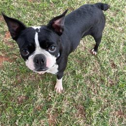 Boston Terrier All Grown Up from RCR Bulldogs