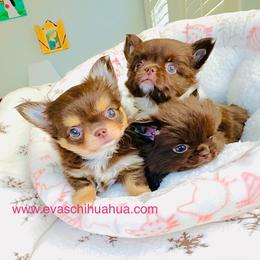Angel 9900( chocolate tri-color ) - Chocolate and tan female Chihuahua puppy in Santa Rosa Beach, Florida from Eva's Chihuahua