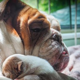 Chunk - Bulldog