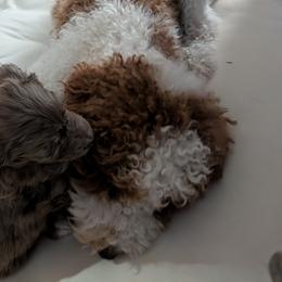 Aussiedoodle Puppies from Ridgeview Aussiedoodles