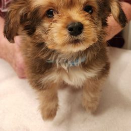 Casper - Papillon puppy from Kica Papillons