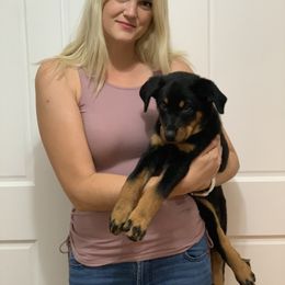 Beauceron Puppies from Trésor de Beauté Beaucerons