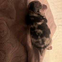 Girl 1 - Blue merle female Pomeranian puppy in Windham, Maine from New England Exotic Pomeranians